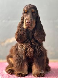 Cucciola di cocker spaniel