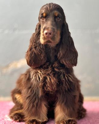 Cucciola di cocker spaniel