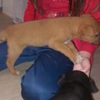 Cuccioli pastore tedesco/ pastore olandese