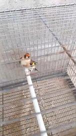 Cardelline major ancetrali