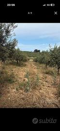 Terreno con uliveto 18000 mq