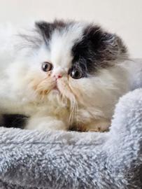 Cucciolo gatto persiano