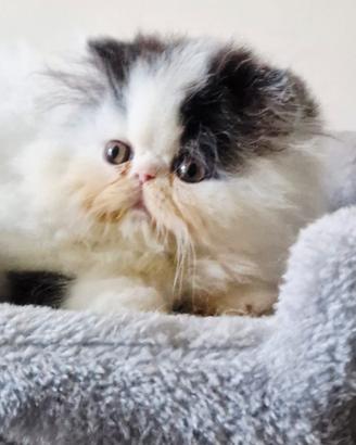 Cucciolo gatto persiano