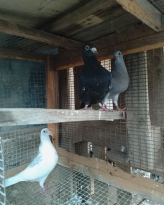 Animali da cortile