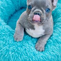 Bulldog francese - Bouledogue francese
