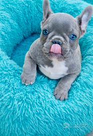 Bulldog francese - Bouledogue francese