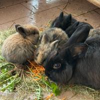 Cuccioli di coniglio mano