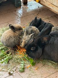 Cuccioli di coniglio mano