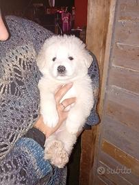 Cuccioli di pastore maremmano abruzzese