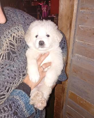 Cuccioli di pastore maremmano abruzzese