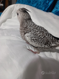 Calopsite allevate a mano