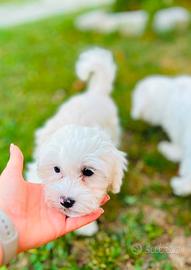 Bichon Frise a poil