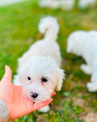 Bichon Frise a poil