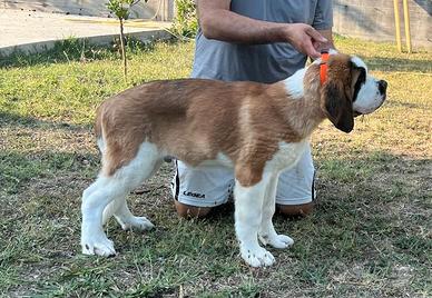 San Bernardo cucciolo
