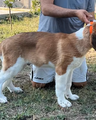 San Bernardo cucciolo