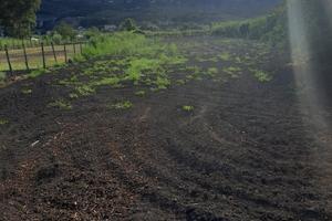 Terreno Agricolo Massarosa
