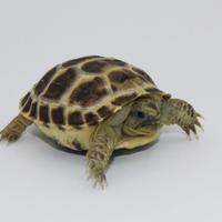 Tartaruga di terra horsfieldi