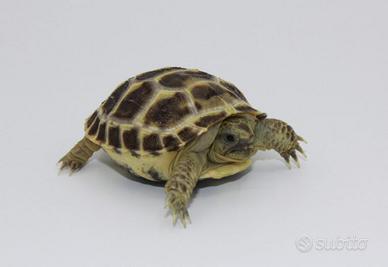 Tartaruga di terra horsfieldi