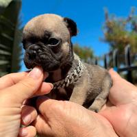 Micro bulldog francese