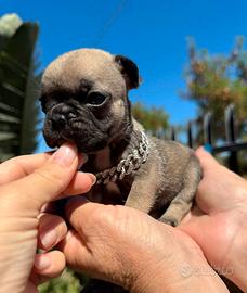 Micro bulldog francese