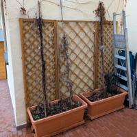 3 Parthenocissus Veitchii Adulte con Traliccio