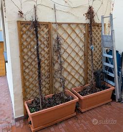 3 Parthenocissus Veitchii Vite Americana Canadese