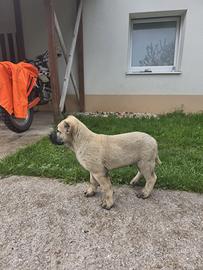 Cuccioli di Kangal / Pastore dell'Anatolia
