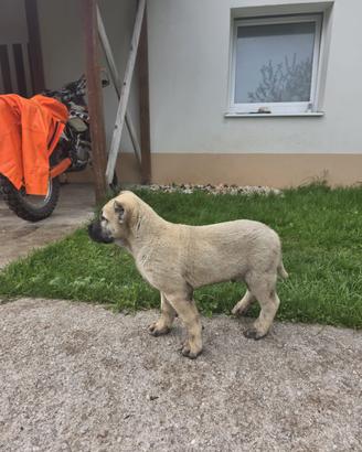 Cuccioli di Kangal / Pastore dell'Anatolia