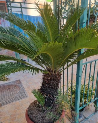 pianta cicas