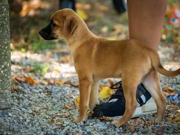 Cuccioli maschi pinscher chihuahua