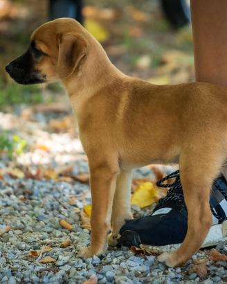 Cuccioli maschi pinscher chihuahua