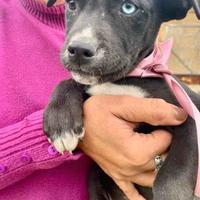 Cuccioli occhi azzurri taglia media adotta