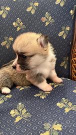Corgi Pembroke