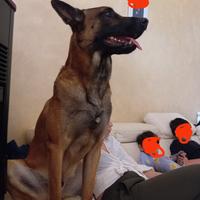 Pastore belga malinois