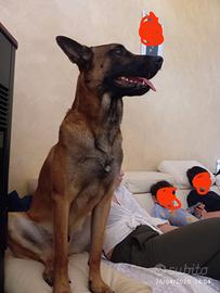 Pastore belga malinois
