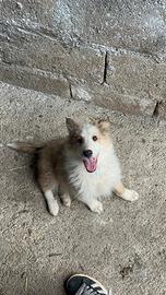 Cucciolo pastore scozzese