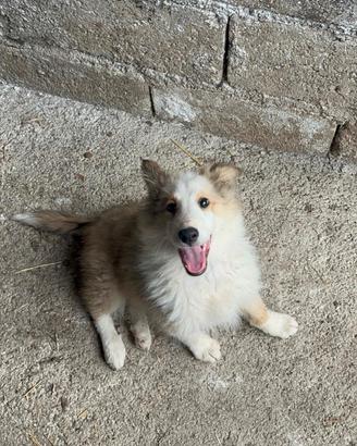 Cucciolo pastore scozzese