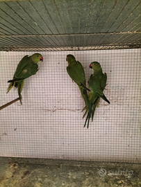 Parrocchetto dal collare