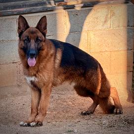 Animali