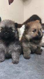 Pomerania