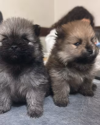 Pomerania