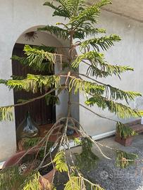 Pianta