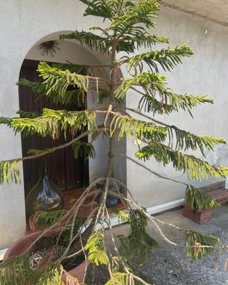 Pianta