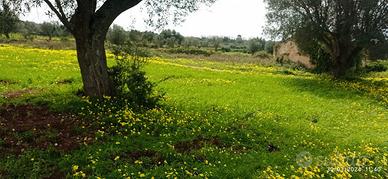 Terreno panoramico a 7 minuti da Tropea