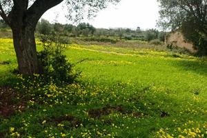 Terreno panoramico a 7 minuti da Tropea