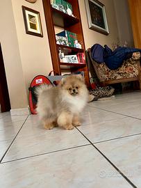 Cuccioli di Spitz nano Pomerania
