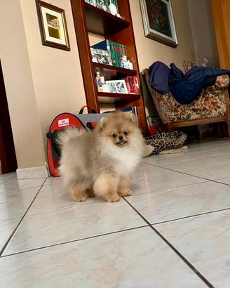 Cuccioli di Spitz nano Pomerania