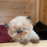Cuccioli gatto persiano
