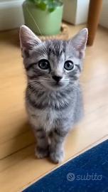 Gattine Maine coon/certosino