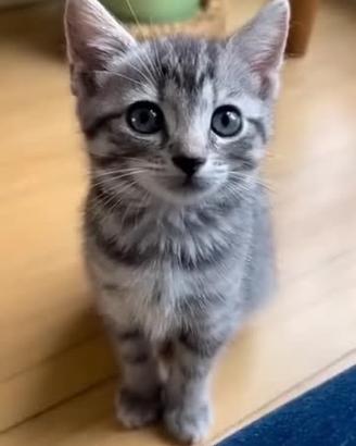 Gattine Maine coon/certosino